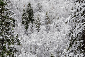 Forest in winter. View from the height. Forest in the snow. Snowy winter. Panoramic.