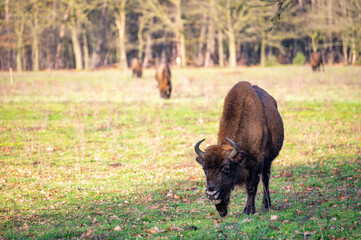 Fototapeta premium European bison/Wisent grazing in the Maashorst near Uden/Zeeland.