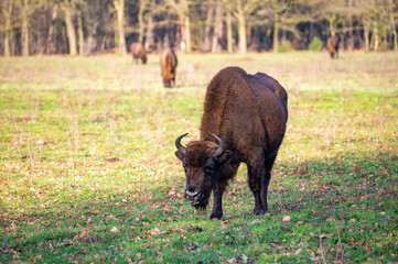 European bison/Wisent grazing in the Maashorst near Uden/Zeeland.