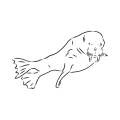 Sketch of a walrus. Hand drawn illustration converted to vector. walrus vector sketch illustration