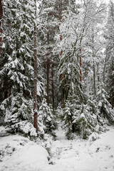 Forest in winter. Forest in the snow. Snowy winter.