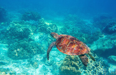 Sea turtle in blue water, underwater wild nature photo. Friendly marine turtle underwater photo. Oceanic animal in wild nature. Summer vacation activity. Snorkeling or diving banner template.