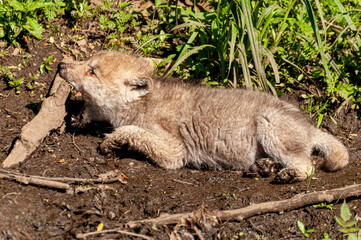 Arctic Wolf Pup Laying In mud