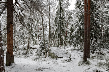Forest in winter. Forest in the snow. Snowy winter.