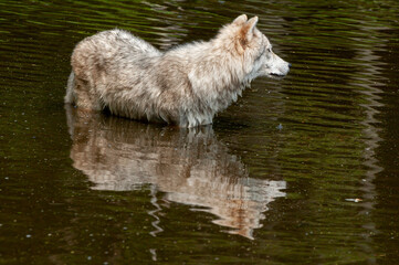 Arctic Wolf In Pond