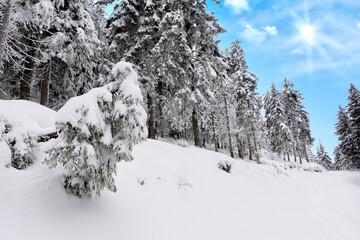 Winter background with fir trees forest with fresh snow and the sun shining on the sky