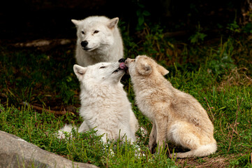 Arctic Wolves And Pup 2
