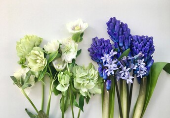 Beautiful blue hyacinths and white ranunculus on a white background. Spring  fresh flowers.