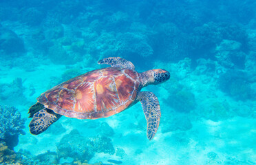 Obraz na płótnie Canvas Sea turtle in blue water. Green turtle underwater photo. Wild marine animal in natural environment. Endangered species of coral reef. Tropical seashore wildlife. Snorkeling with sea turtle.