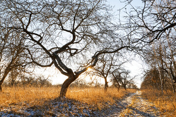 bare tree in the garden in winter