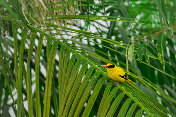 bright yellow oriole sitting on a branch