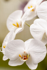 Naklejka na ściany i meble White Phalaenopsis Orchid Flower