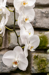 White Moth Orchid Flower