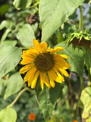 Fototapeta premium sunflower and bee