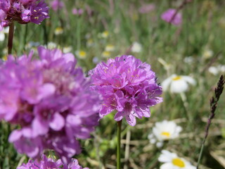 Armérie des Alpes, fleur rose de montagne