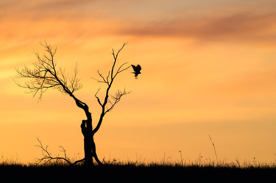 Hawk Hunting from a Tree Silhouetted by a Winter Sunset at Big Meadows