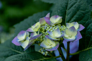 BLue And Yellow Hydrangia Flower