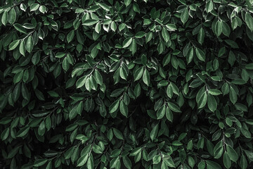 Leaf for background in dark mood