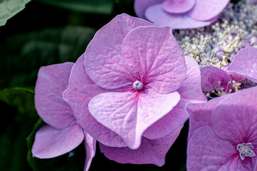Mauve Hydrangia Flower