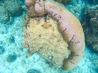 Broken coral reef in blue sea water, underwater nature photography. Coral reef undersea landscape...