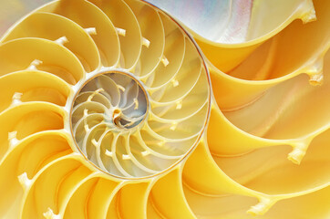 Close-up of a nautilus shell revealing its intricate patterns, textures, and details  - obrazy, fototapety, plakaty