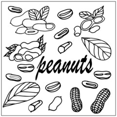 peanuts, peanuts, peanut leaves, peanuts in the skin, healthy and tasty peanut butter, pattern, doodle, set, vector, illustrator, print on fabric, print cards, print on a phone case, on packaging, pos