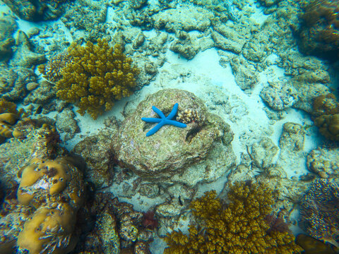 Corals and starfish in blue sea water, underwater nature photography. Linckia Laevigata blue star fish top view. Coral reef undersea landscape with marine animals. Exotic island lagoon diving