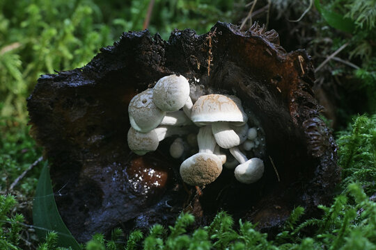 Asterophora lycoperdoides, powdery piggyback or powder back, wild parasitic fungus growing on a brittlegill mushroom in Finland