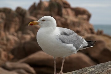 seagull on the beach