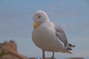 seagull on a rock