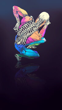 Medical illustration of ecorche (the skeleton with highlighted muscles)