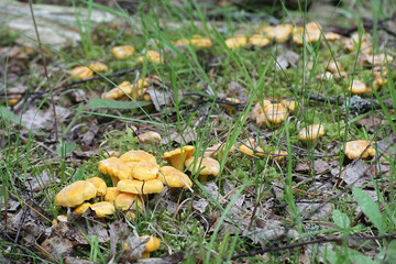 Cantharellus cibarius, known as chanterelle or golden chanterelle, wild edible mushroom from Finland