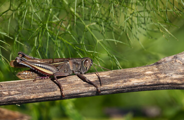 white banded grasshopper close up in nature. Agricultural pest Grasshopper or locust sitting on the grass