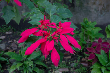 Blooming poinsettia flower closeup in tropical garden. Christmas flower closeup for greeting card template. Natural poinsettia blossom with pink petals and green leaf.
