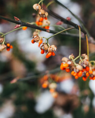 Brightly orange colored berries