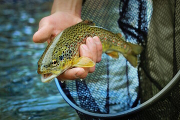 hand holding beautiful Brown trout
