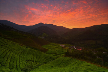Beautiful Sunrise in the tea plantation.  Red sky over the field. 