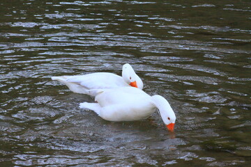 hermoso patos blancos bañandose en el rio y nadando