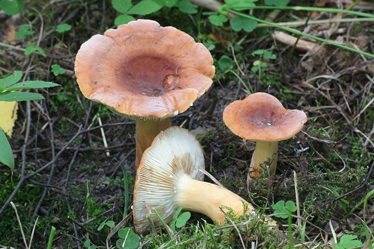 Lactifluus volemus, formerly Lactarius volemus, commonly known as fishy milkcap or weeping milk cap, wild mushroom from Finland