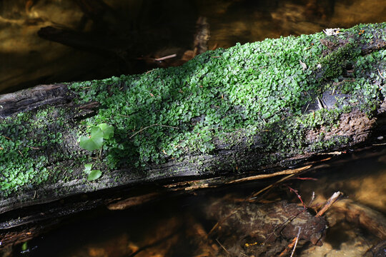 Pellia epiphylla, known as overleaf pellia or common pellia, a species of thallose liverwort growing on a forest stream in Finland