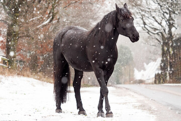 horse in snow
