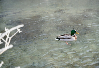 Enten, duck on ice in winter time