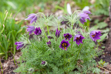 bush of fluffy snowdrops pulsatilla with purple petals on spring