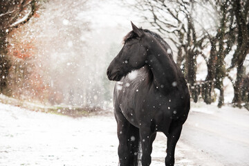 horse in winter