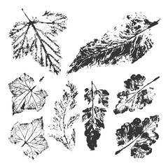 Set with stamp leaves, plant imprint. Leaf ink print collection. Objects isolated on white. Monochrome botanical elements for eco and bio logos. Jpeg