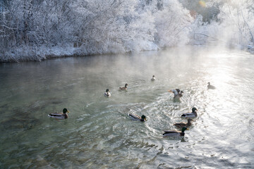 Enten, duck on ice in winter time