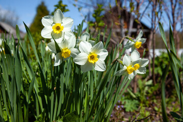 sunlit white and yellow daffodils against a background of foliage and a blue sky