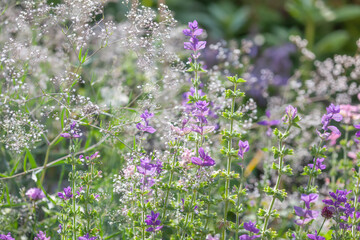 delicate airy background with lilac salvia horminum and white gypsophila lit by the sun