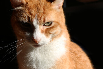 Ritratto di gatto bianco e rosso in relax, primo piano isolato su fondo nero