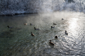 Enten, duck on ice in winter time